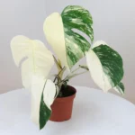 Monstera & Pink Princess Arrived today - Image 3