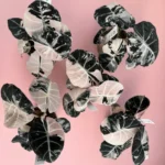 Alocasia Black Velvet Pink Variegated Corm Plants - Image 2