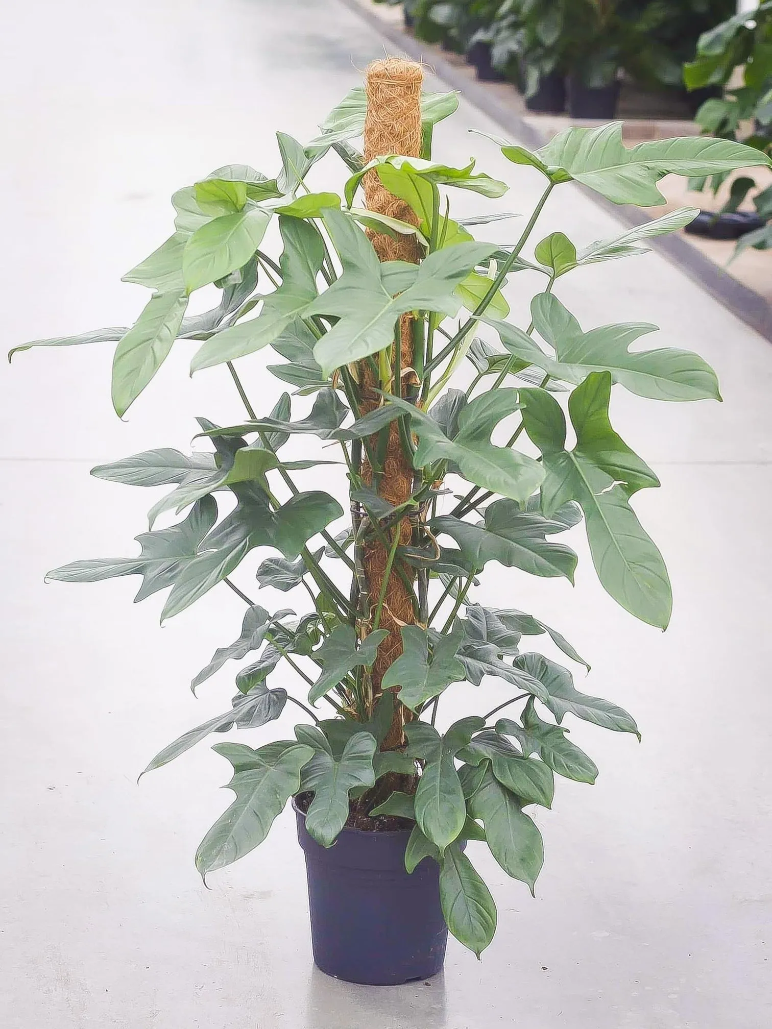 306746500_1120395972238931_80769 Philodendron Bipennifolium 120cm Live Plant with pot - Image 1