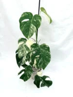 Monstera Albo Variegata A44643