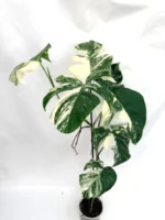 Monstera Albo Variegata A6766 - Image 3