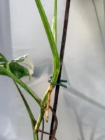 Monstera Deliciosa Albo Variegata A5596 - Image 3