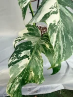 Monstera Deliciosa Albo Variegata A5596 - Image 2