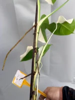 Monstera Deliciosa Albo Half Moon H3380 - Image 2