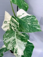 Monstera Deliciosa Albo Variegata - Image 5