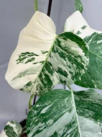 Monstera Deliciosa Albo Variegata - Image 4