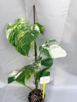 Monstera  Albo Variegata with Pot 115-24
