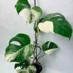 Monstera Deliciosa Albo Variegata Special
