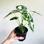 Alocasia Frydek Variegata Plant with Pot - Image 8