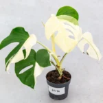 Monstera Half Moon Plant Part 2 - Image 5