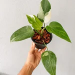 Philodendron White Princess Plant - Image 8