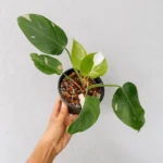 Philodendron White Princess Plant - Image 4