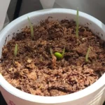 Monstera Thai Constellation Seeds - Image 3