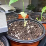 Monstera Albo Variegated Seeds - Image 5
