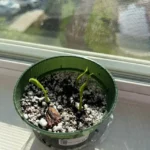 Monstera Thai Constellation Seeds - Image 2