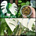 Monstera Half Moon Special Seeds