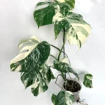 Monstera Deliciosa Albo Variegata A99036