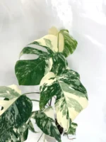 Monstera Deliciosa Albo Variegata A99036 - Image 3