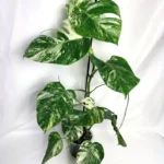 Monstera Deliciosa Albo Variegata A0023