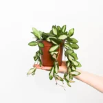 Hoya sp. aff burtoniae 'DS70'