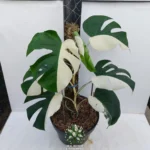 Monstera Albo Variegated Halfmoon P0032