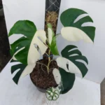 Monstera Albo Variegated Halfmoon P0032 - Image 4
